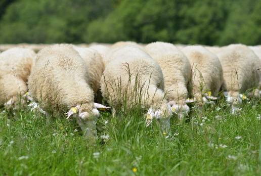 Identificación de biomarcadores séricos relacionados con el rendimiento embrionario mediante análisis proteómico en la superovulación ovina