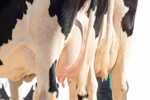 Actividad antibacteriana in vitro y mecanismo del sobrenadante libre de células de Bacillus velezensis Ea73 contra Streptococcus agalactiae, una bacteria predominante que causa mastitis en vacas