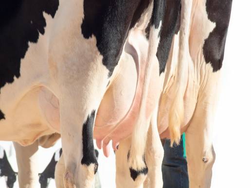 Actividad antibacteriana in vitro y mecanismo del sobrenadante libre de células de Bacillus velezensis Ea73 contra Streptococcus agalactiae, una bacteria predominante que causa mastitis en vacas