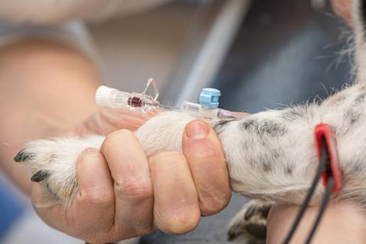 Evaluación in vitro de la estabilidad y eficacia hemostática del plasma canino liofilizado de un solo donante