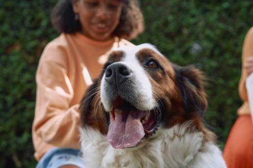 La leptospirosis canina, una enfermedad grave, con una alta mortalidad y potencial zoonósico, centra el próximo webinar de Boehringer Ingelheim