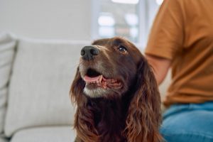 Alberto Montoya abordará la dirofilariosis canina, la angiostrongilosis y la disnea felina en el XX Congreso Andaluz de Veterinarios con Boehringer Ingelheim