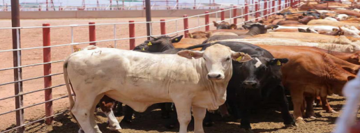 DOCUMENTAL Cochliomyia hominivorax, (Callitroga americana), (Coquerel, 1858)(Gagne 1981). GUSANO BARRENADOR DEL GANADO- Capítulo I 