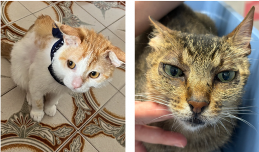 Tratamiento de la peritonitis infecciosa felina (I)