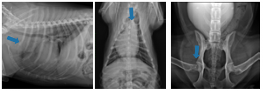 Linfoma Selar en el perro: a propósito de un caso clínico