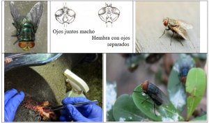 DOCUMENTAL Cochliomyia hominivorax, (Coquerel, 1858)(Gagne 1981). MIASIS GUSANERA FOTOGRAFÍAS P III (3-6) Cap-III