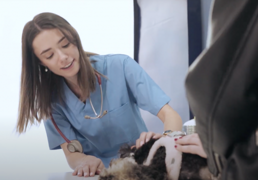Elanco recibe el premio Bronze Stevie Award por su campaña del Día Mundial de la Veterinaria 2025