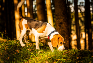 La Real Sociedad Canina alerta del grave riesgo  que supone para los perros la ingesta accidental de setas 