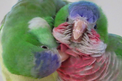 ¿Quieres hacer nuevos amigos? Aprende de estos pájaros