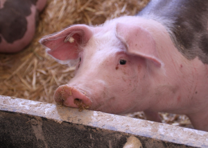 España detecta dos casos de peste porcina africana en animales silvestres