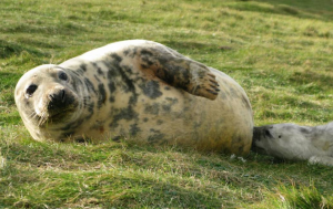La leche materna de foca es tan nutritiva como la humana