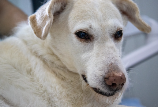 CD94 como un marcador novedoso para la inmunofenotipificación de leucemia y linfoma en perros