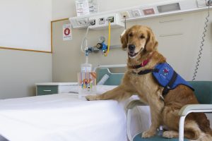 Elanco colabora con CTAC para llevar apoyo emocional con perros de terapia en hospitales y tanatorios españoles