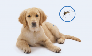 Elanco alerta del aumento del riesgo de Leishmaniosis en el segundo pico estacional y refuerza la importancia de la prevención antiparasitaria continua