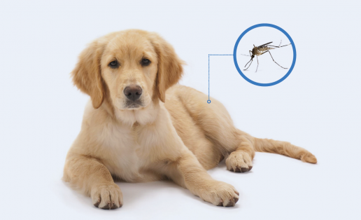 Elanco alerta del aumento del riesgo de Leishmaniosis en el segundo pico estacional y refuerza la importancia de la prevención antiparasitaria continua