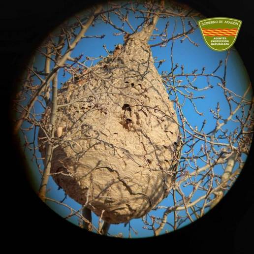 Un experto sostiene que para evitar la expansión de la avispa asiática hay que capturar reinas con trampeos en huertos