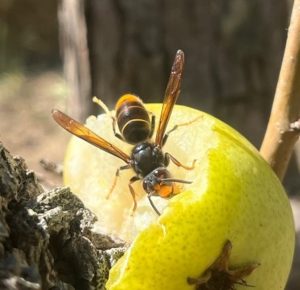 Ecologistas en Acción advierte del declive de las abejas silvestres y exige un protocolo frente al avispón oriental