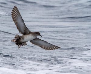Expertos en aves marinas reunidos por SEO/Birdlife debaten en Malta la supervivencia de la pardela mediterránea y balear