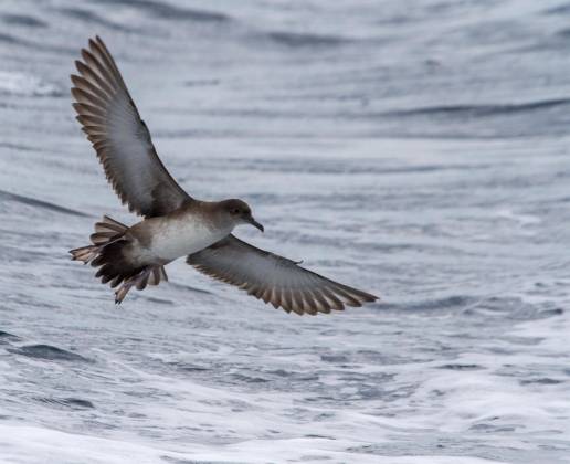Expertos en aves marinas reunidos por SEO/Birdlife debaten en Malta la supervivencia de la pardela mediterránea y balear