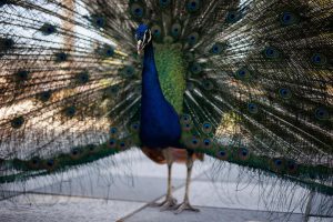 La Comunidad amplía a Madrid las medidas de protección por gripe aviar tras detectar un caso en un pavo real del Retiro