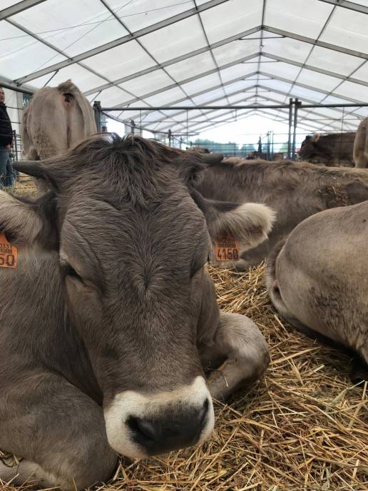 La vacunación frente a la dermatosis nodular contagiosa en Aragón comienza con las vacas de leche