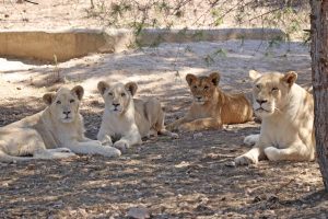 El león Tzigane, rescatado junto a su familia de un circo en Francia, continúa su recuperación en AAP Primadomus