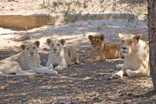 El león Tzigane, rescatado junto a su familia de un circo en Francia, continúa su recuperación en AAP Primadomus