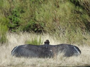 Iregua, el tercer buitre negro riojano nacido este siglo, ya sobrevuela la Sierra de la Demanda tras superar una caída