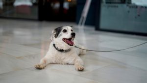  El Faro acogerá el evento canino ‘PerriGlam’ con una charla, talleres y un desfile de moda perruna