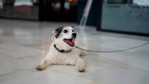  El Faro acogerá el evento canino ‘PerriGlam’ con una charla, talleres y un desfile de moda perruna