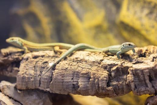 Constituido el grupo de trabajo para conservar ex situ la lagartija pitiusa