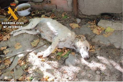 Rescatados 18 perros carentes de controles veterinario, dos de ellos muertos, en Nava de la Asunción (Segovia)