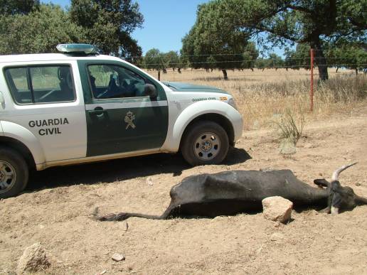 A juicio el lunes un hombre acusado de la muerte de 36 vacas por 