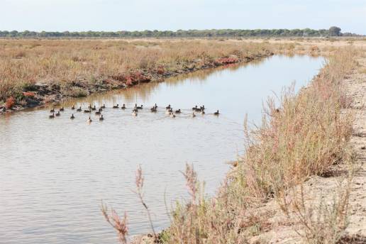 Estudio revela que cigüeñas y gaviotas transportan cientos de kilos de plástico a la Bahía