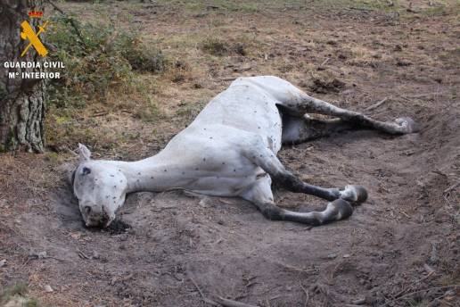 Investigado en Segovia por maltrato animal por no facilitar tratamiento veterinario a una yegua herida que murió