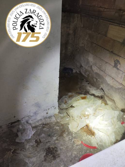  La Policía Local de Zaragoza rescata tres perros que malvivían en condiciones insalubres en un domicilio