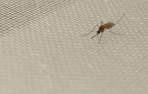 CSIC descubre cambios en la microbiota del mosquito común que podrían influir en la transmisión de la malaria aviar