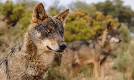 Ecologistas en Acción asegura que permitir la caza del lobo 
