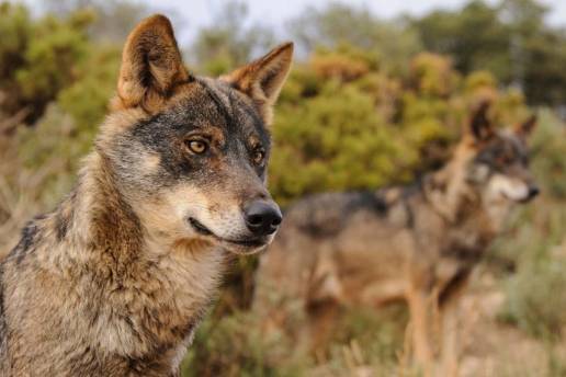 Ecologistas en Acción asegura que permitir la caza del lobo