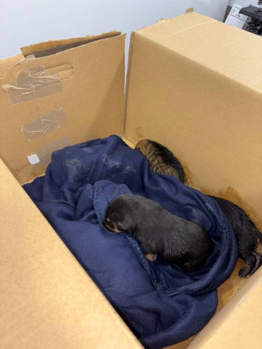 Rescatados cinco cachorros tirados a un contenedor de basura en Palencia