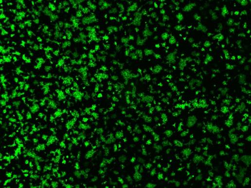 Investigadores descubren que un coronavirus porcino utiliza una vía inesperada para entrar en las células