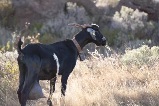 Un estudio de ADN confirma que las cabras canarias proceden de las que trajeron los primeros pobladores de las islas