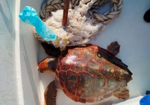 Una tortuga marina se recupera en el Oceanogràfic tras la amputación de una aleta al quedar atrapada en plásticos