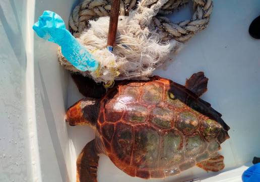 Una tortuga marina se recupera en el Oceanogràfic tras la amputación de una aleta al quedar atrapada en plásticos