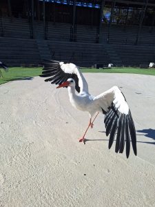 Terra Natura Benidorm acoge una cigüeña rescatada tras sufrir un accidente de tendido eléctrico