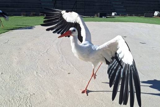 Terra Natura Benidorm acoge una cigüeña rescatada tras sufrir un accidente de tendido eléctrico