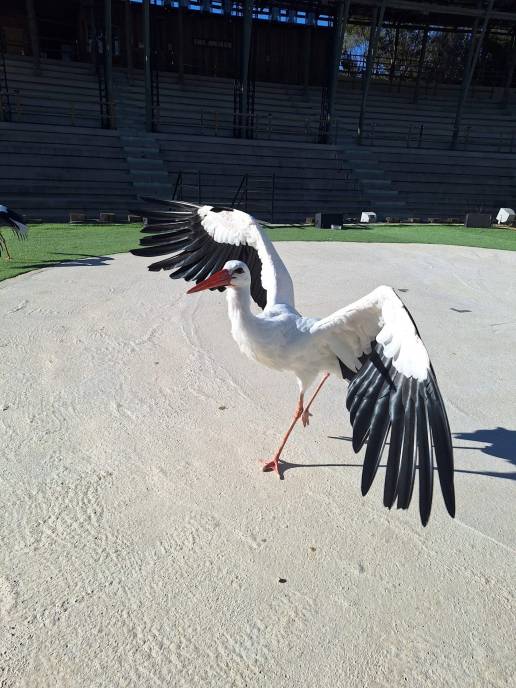Terra Natura Benidorm acoge una cigüeña rescatada tras sufrir un accidente de tendido eléctrico