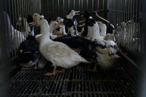 Sumar lleva al Congreso su propuesta para prohibir la alimentación forzada en la producción de foie gras