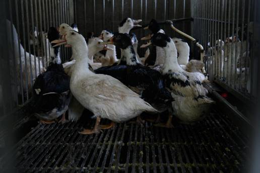 Sumar lleva al Congreso su propuesta para prohibir la alimentación forzada en la producción de foie gras