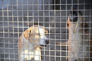 El Centro de Protección y Adopción Animal registra cerca de 600 adopciones hasta octubre